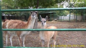 🌳Казанский зооботанический сад