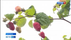 Учёные Института агробиотехнологий Коми собирают урожай ремонтантной малины