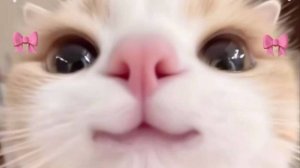 Если надо посмеяться открой это🤣🤣🤣)))