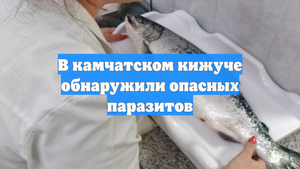 В камчатском кижуче обнаружили опасных паразитов