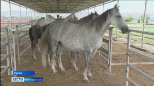 Владельцам домашнего скота в Ингушетии грозит серьезный штраф