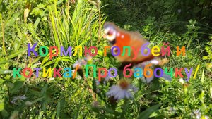 Покормила голубей и котика/ Про бабочку в сентябре