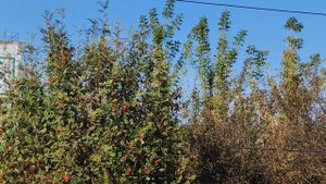 Деревенская осенняя атмосфера и природа