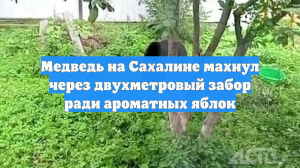 Медведь на Сахалине махнул через двухметровый забор ради ароматных яблок