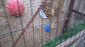 HLYZ3245 Видео от опекуна Светланы