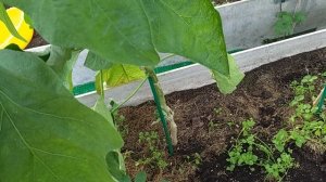 Очень сильный ветер сегодня...