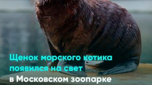 Щенок морского котика появился на свет в Московском зоопарке