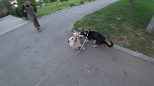 Утренняя прогулка. Рита-Бася играет. 21.08.2025.