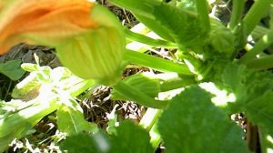 На нашем тыкводромном кабачковом растении завязались новые кабачки