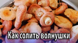 Как вкусно солить грибы волнушки
