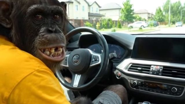 Ермолай купил себе китайский внедорожник смотреть онлайн