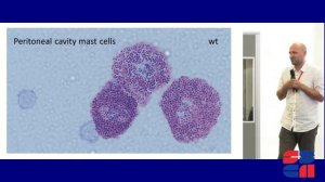 Н. Р. Баттулин – 3D геномика и редактирование генома мышей. «Диалоги о геномике»