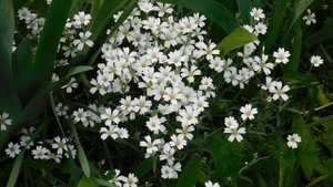 05=05=2025 ХОР    ник    (40)