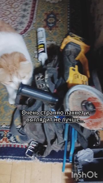 Кекс и болгарка🐯