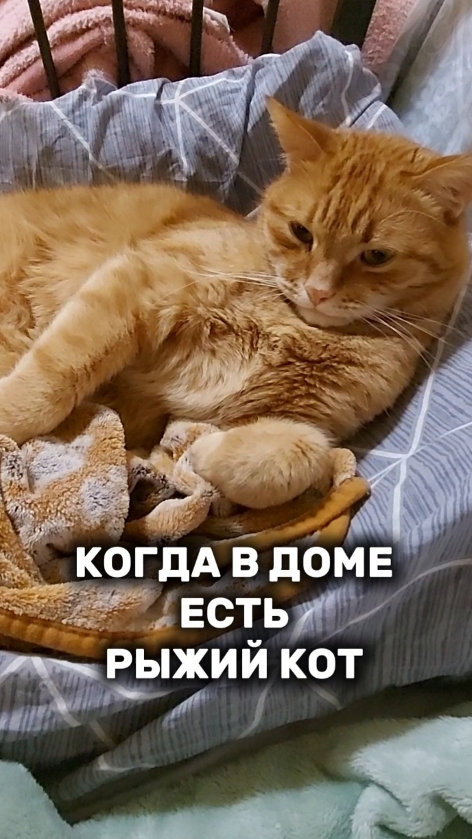 Если вы общаетесь с животными вы рискуете стать лучше овполякова