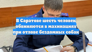 В Саратове шесть человек обвиняются в махинациях при отлове бездомных собак