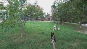 Утренняя прогулка с Ритой-Басей без Люды. Новые знакомства, игры. 21.09.2025.