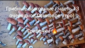Грибные выходные ( часть 13) Очередное осиновое утро - грибочки 🔥.