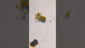 капля воды из нижнего слоя экосистемы