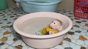 Обезьянка ЛАПУСЯ втихаря сама в одежде купается в двух тазах ВЕСЕЛАЯ СМЕШИНКА