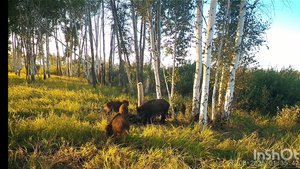 Рабочий солонец. Кабаны активно посещают солонец.