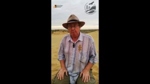 Ушастая круглоголовка