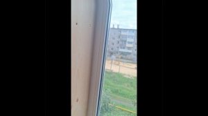 1000034619.mp4 (Собака наблюдает за устройством откосов у оконных проёмов на 2-ом эт. дома А-фрейм)