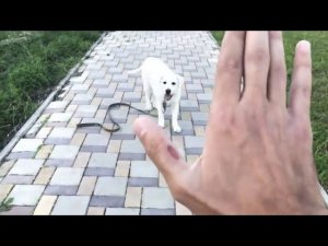Отрывки из моих занятий ( Лабрадор Молли )