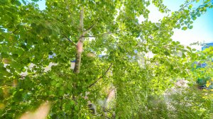 9798448 Ленинградская 3