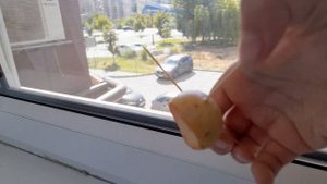🌳 Вот и посадил своё первое авокадо! 🌱 Теперь буду наблюдать за его ростом и развитием#авокадо#нет