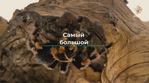 Самый большой | Чудеса сотворения. Мир насекомых