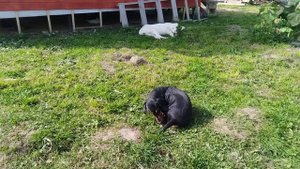 Привезли и установили 👍 У меня новая теплица. Восстанавливаю старые грядки.Погода хорошая.Работаем