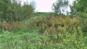 № 61. Поиск монет. Распаханное урочище.