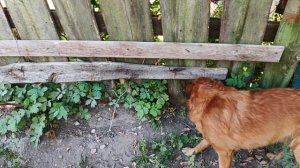 Вот и осень!🐕🦮🐶