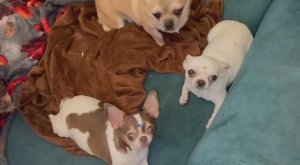 Доброй ночи и самых добрых снов.