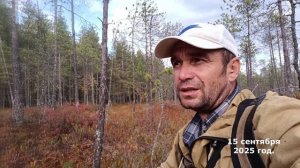Золотая Осень сентябре. Пора собирать клюква. Ездил с мопедом бездорожье