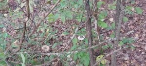 Грибы. Рядовки - говорушки дымчато-серые.