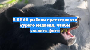В ЯНАО рыбаки преследовали бурого медведя, чтобы сделать фото