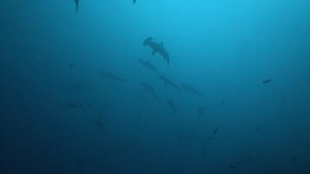 2009 Кокос смотреть онлайн