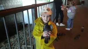 я поймала голубя