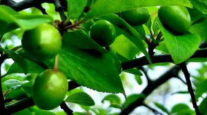 Самый ранний плод на юге.