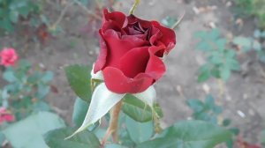 05=09=2025   Ю  КМР  (8)