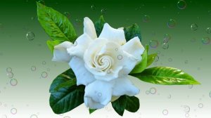 Футаж. Цветочный фон 236