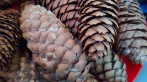 15-09-2025 набрали шишек для поделок в деревне