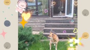 1000034611.mp4 (Собака наблюдает за устройством откосов у оконных проёмов на 2-ом эт. дома А-фрейм)