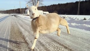 🐶 ЧАС САМЫХ СМЕШНЫХ ВИДЕО С КОШКАМИ И СОБАКАМИ😻🐶 Смешные и милые животные 2023 года