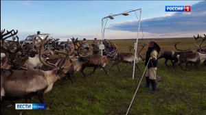 На Ямале впервые в оленеводстве внедряют систему RFID