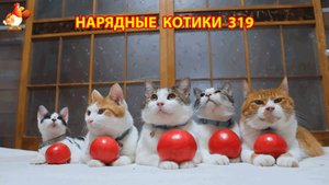 Нарядные Котики расслабляются на солнышке 🌞 🐈🐈🐈 (319)