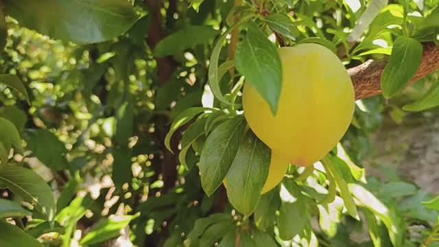 Слива Шарафуга жёлтая.( Королевская ) смотреть онлайн