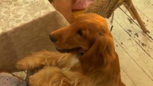 Уроки воспитания щенка. Самые важные вопросы